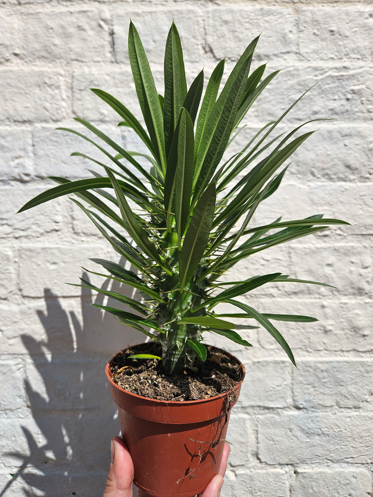 Pachypodium lamerei (Madagascar Palm)