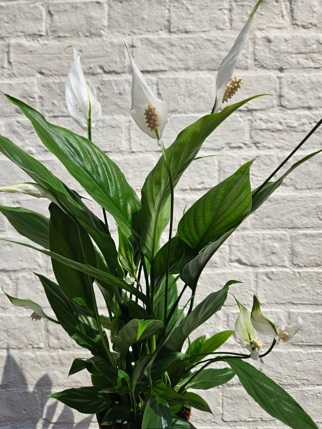 Spathiphyllum 'Pearl Cupido' (Peace Lily)