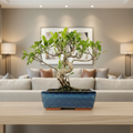 Ficus Microcarpa (Banyan Fig) Indoor Bonsai Tree | Shaped | In 25cm Pot