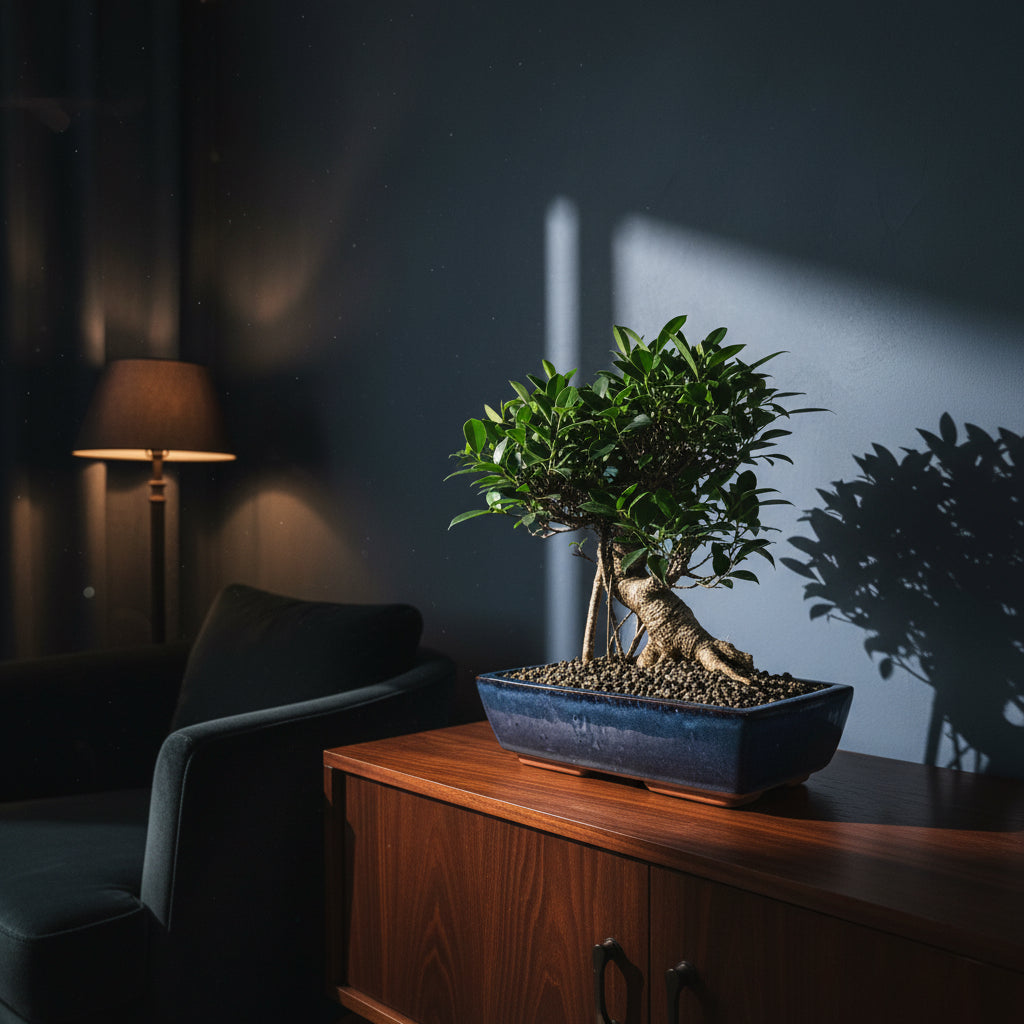 Ficus Microcarpa (Banyan Fig) Large Indoor Bonsai Tree | Shaped | In 35cm Pot