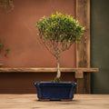 Brush Cherry (Syzygium) Bonsai Tree | Broom | In 15cm Pot