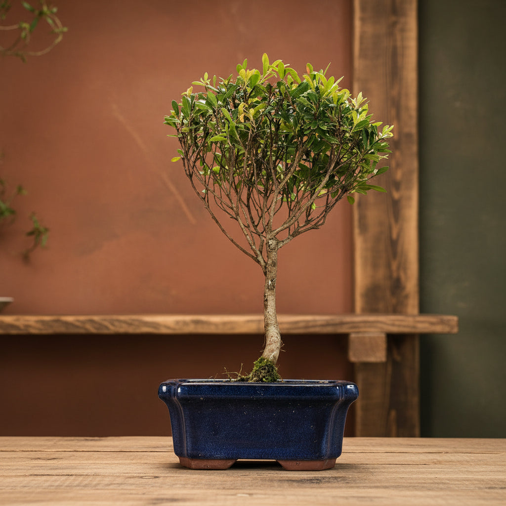 Brush Cherry (Syzygium) Bonsai Tree | Broom | In 15cm Pot