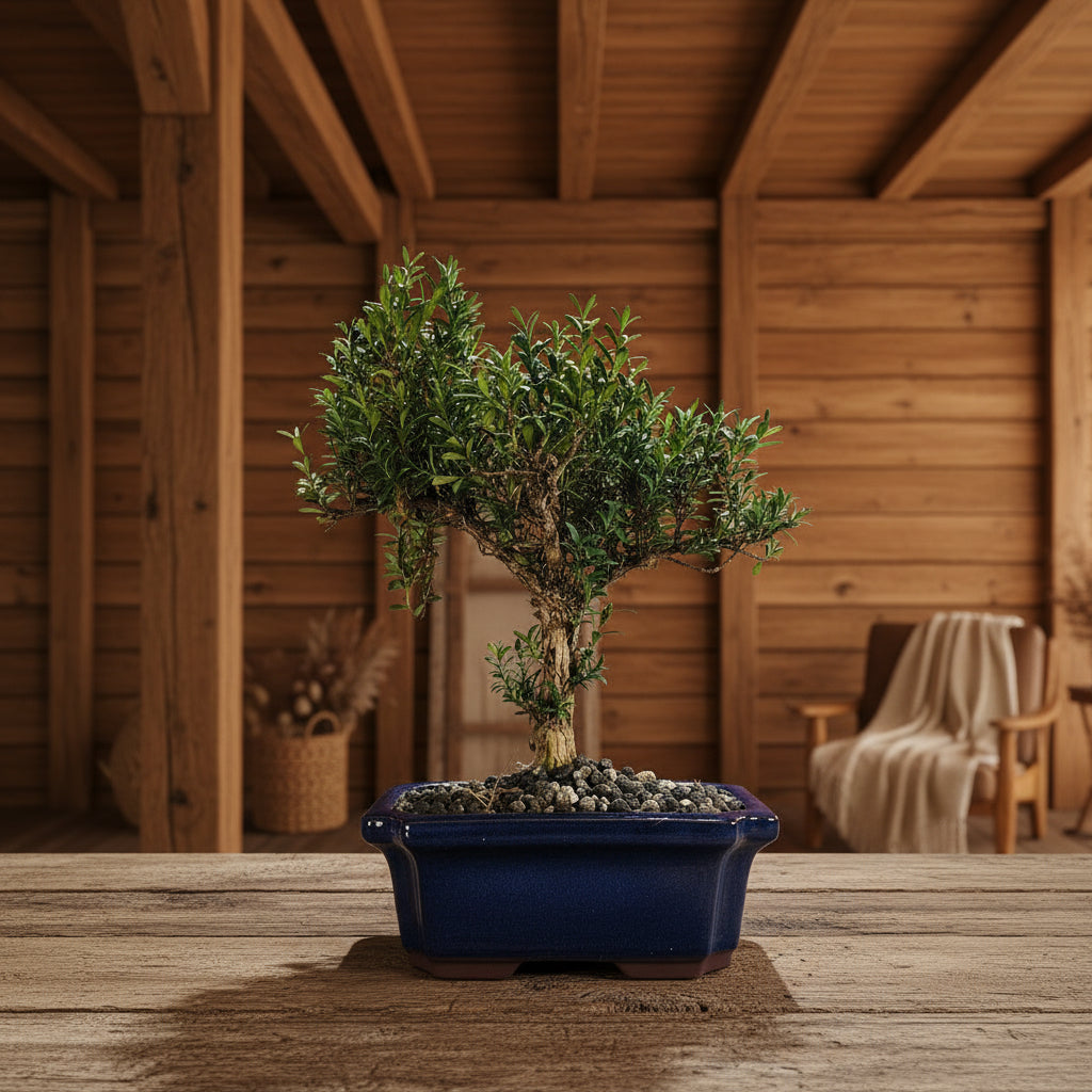 Boxwood (Buxus Harlandii) Bonsai Tree | Shaped | In 20cm Pot