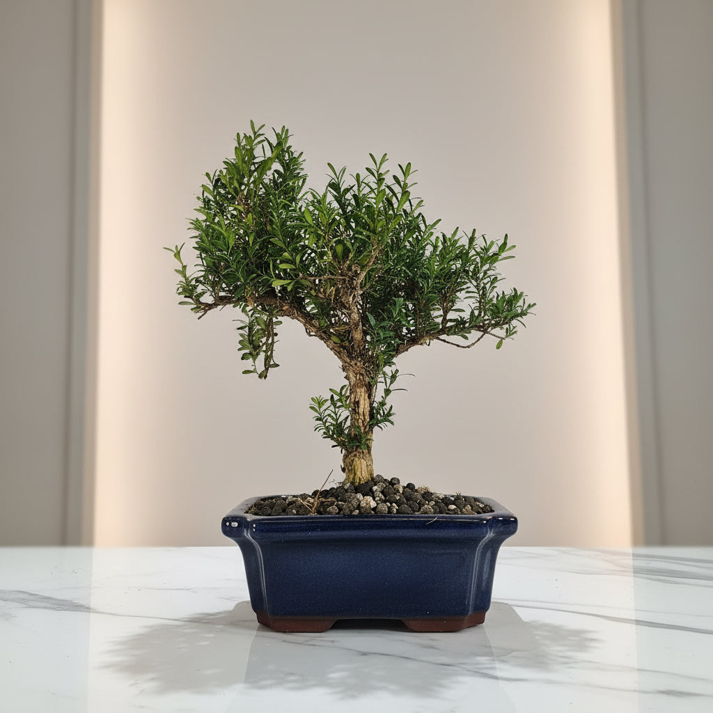 Boxwood (Buxus Harlandii) Bonsai Tree | Shaped | In 20cm Pot