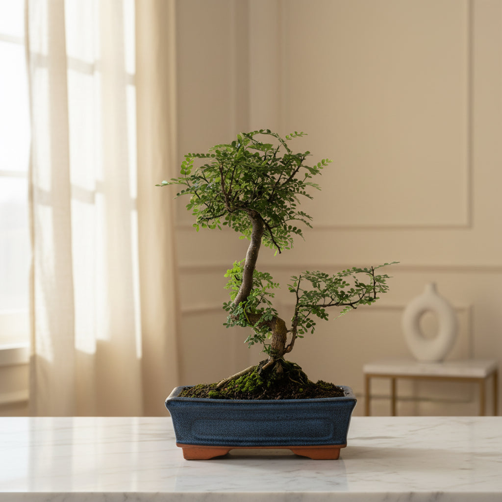 Chinese Pepper (Zanthoxylum Pipertum) Bonsai Tree | Shaped | In 25cm Pot