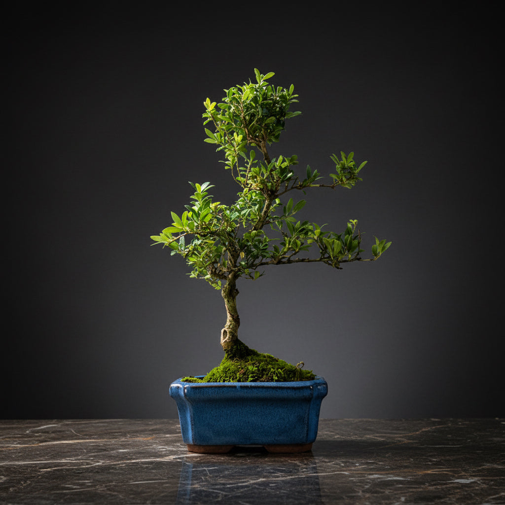 Japanese Holly (Ilex Crenata) Bonsai Tree | Shaped | In 15cm Pot