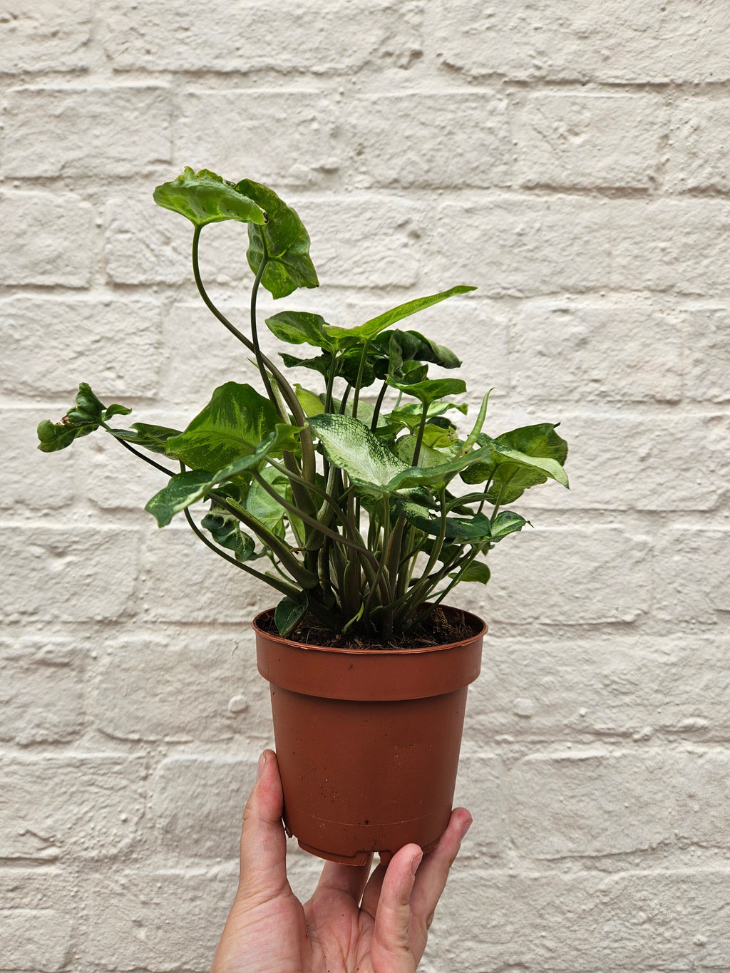 Syngonium podophyllum 'Pixie' (Arrowhead Plant)