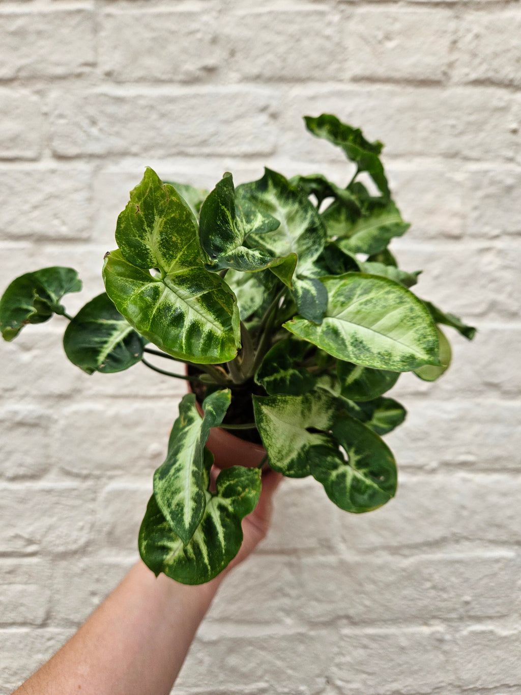 Syngonium podophyllum 'Pixie' (Arrowhead Plant)