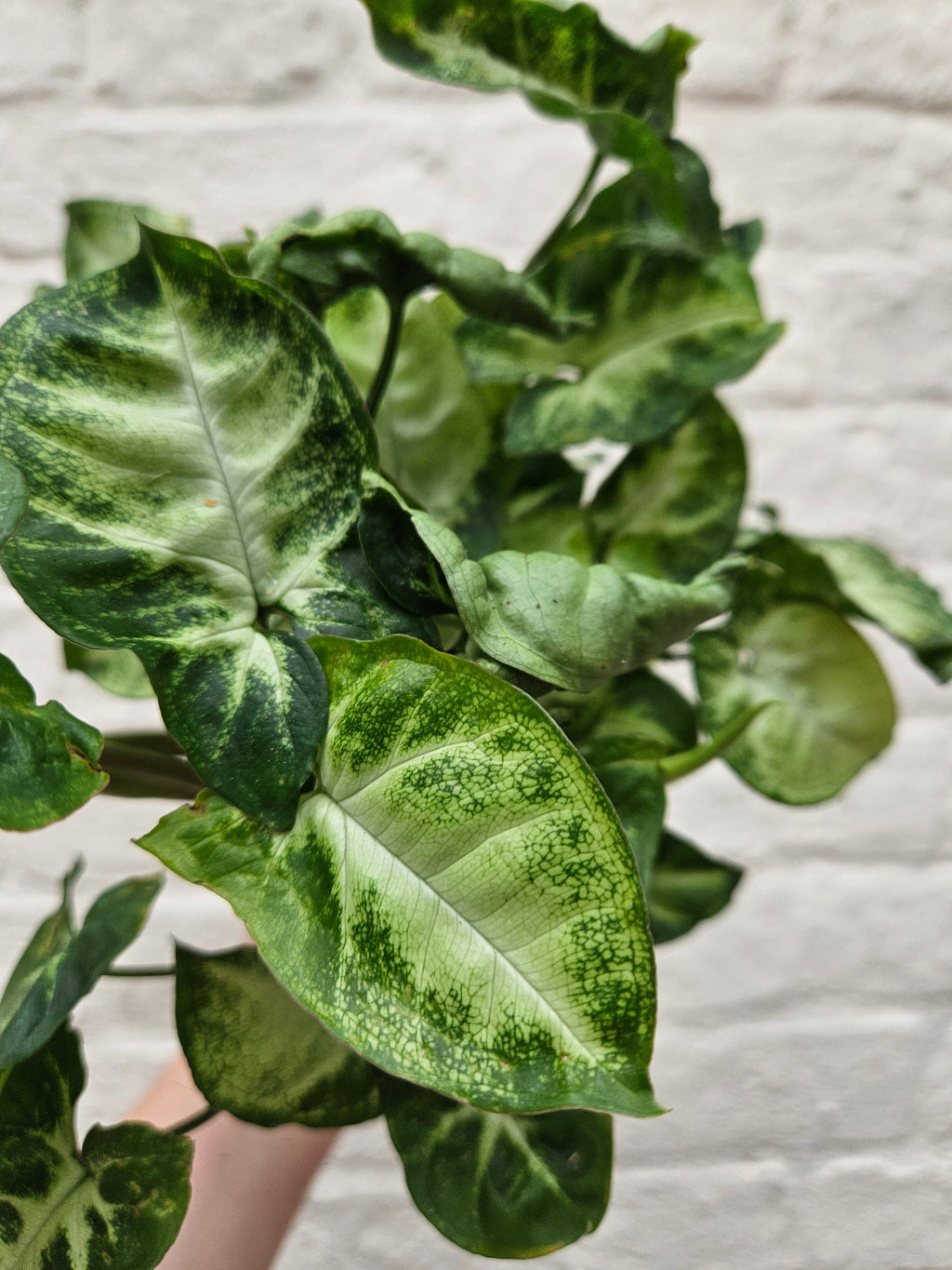 Syngonium podophyllum 'Pixie' (Arrowhead Plant)