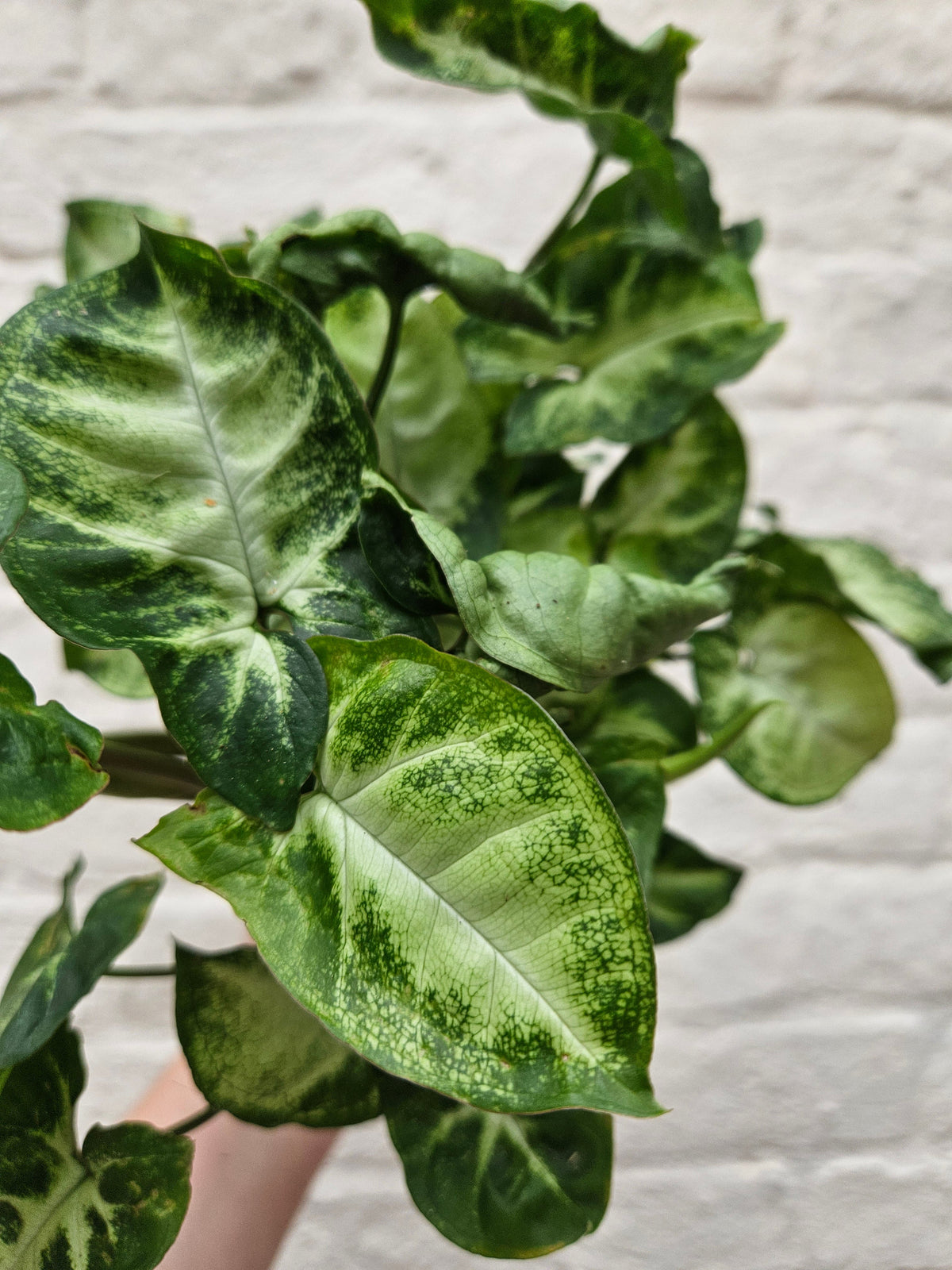 Syngonium podophyllum 'Pixie' (Arrowhead Plant)