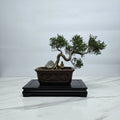 Brush Cherry (Syzygium) Premium Bonsai Tree Bundle | Shaped Cascade | In 20cm Pot
