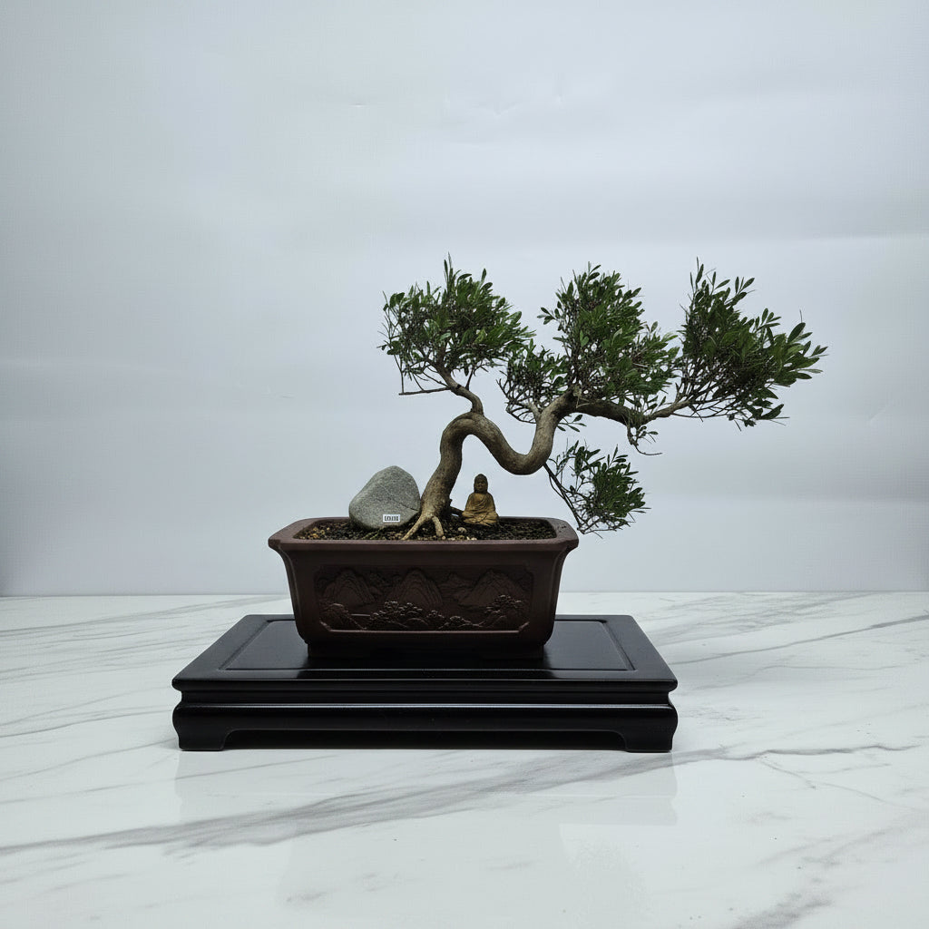 Brush Cherry (Syzygium) Premium Bonsai Tree Bundle | Shaped Cascade | In 20cm Pot