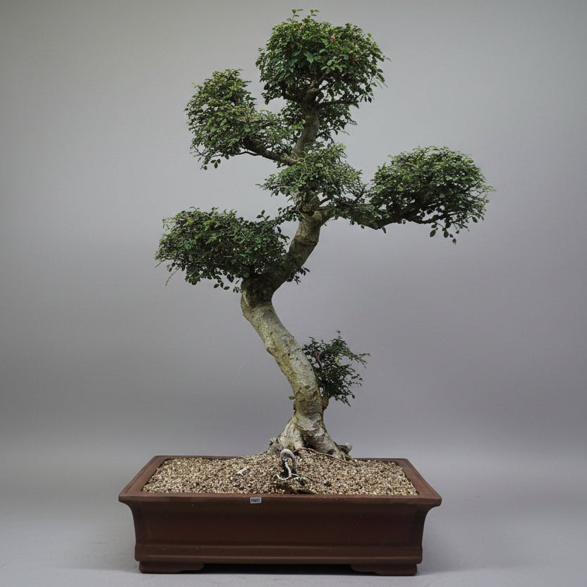 Large Chinese Elm (Ulmus Parvifolia) Bonsai Tree | Shaped Style | Height 110cm | In 60cm Pot
