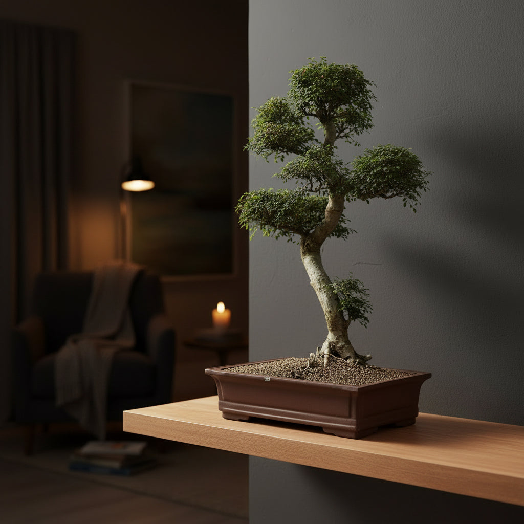 Large Chinese Elm (Ulmus Parvifolia) Bonsai Tree | Shaped Style | Height 110cm | In 60cm Pot