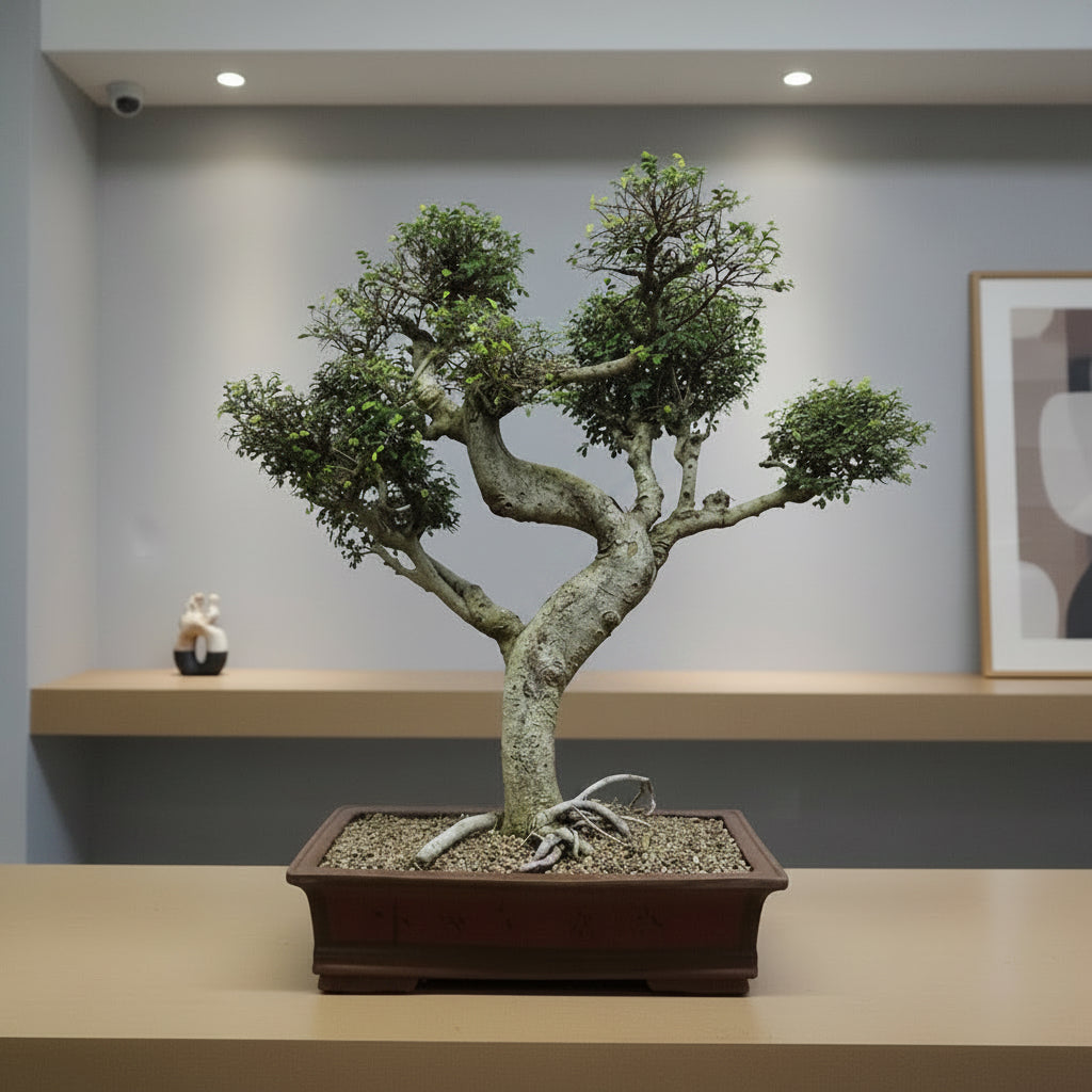 Large Chinese Elm (Ulmus Parvifolia) Bonsai Tree | Shaped Style | Height 100cm | In 60cm Pot