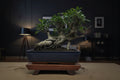 Ficus Microcarpa (Banyan Fig) Large Indoor Bonsai Tree | Shaped | In 35cm Pot