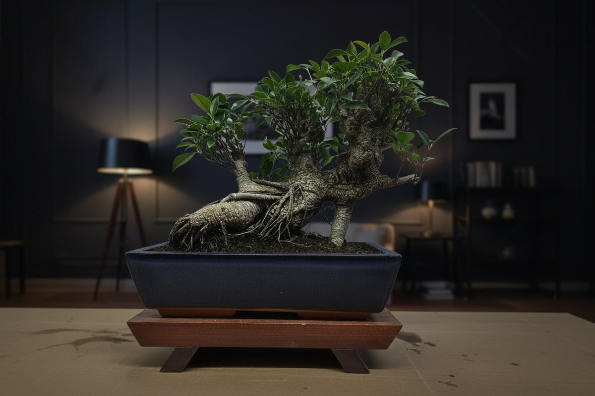 Ficus Microcarpa (Banyan Fig) Large Indoor Bonsai Tree | Shaped | In 35cm Pot