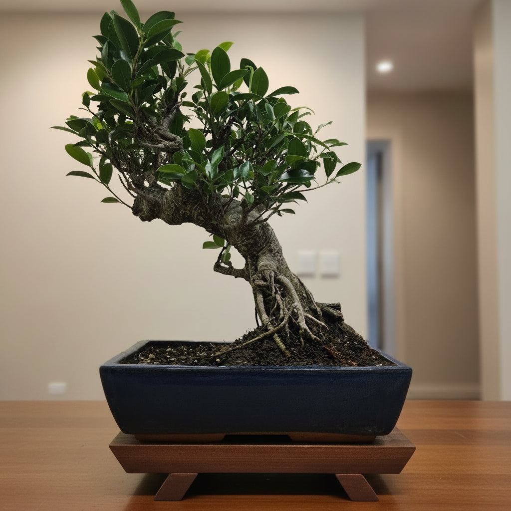 Ficus Microcarpa (Banyan Fig) Large Indoor Bonsai Tree | Shaped | In 35cm Pot