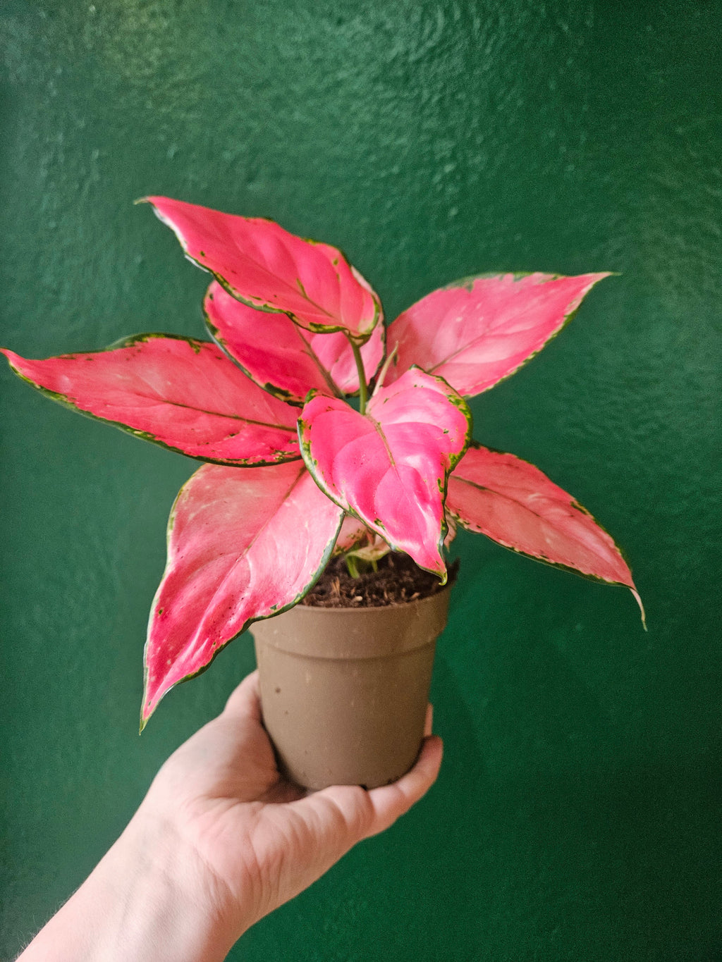 Aglaonema 'Pinky Promise' (Chinese Evergreen)