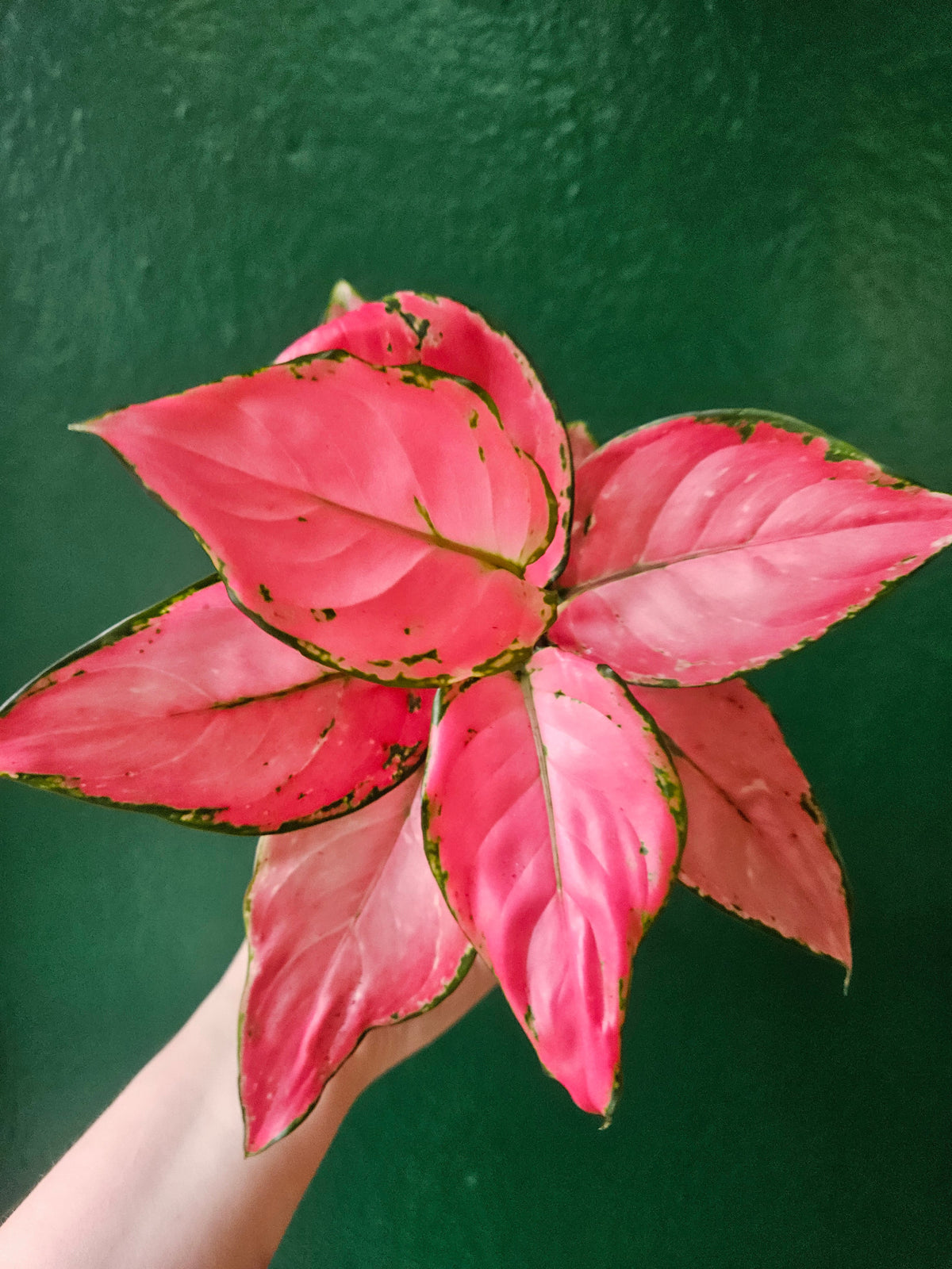 Aglaonema 'Pinky Promise' (Chinese Evergreen)