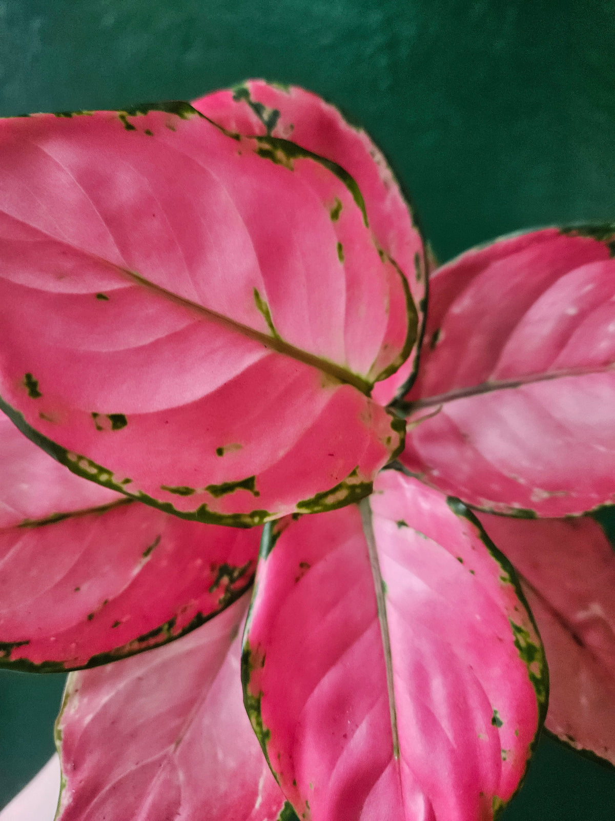 Aglaonema 'Pinky Promise' (Chinese Evergreen)