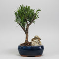 Buddhist Pine (Podocarpus Micro) Bonsai Tree | Broom | In 16cm Pot With Rock