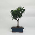 Buddhist Pine (Podocarpus Micro) Bonsai Tree | Broom | In 15cm Pot