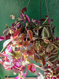 Tradescantia purpusii (Inch Plant)