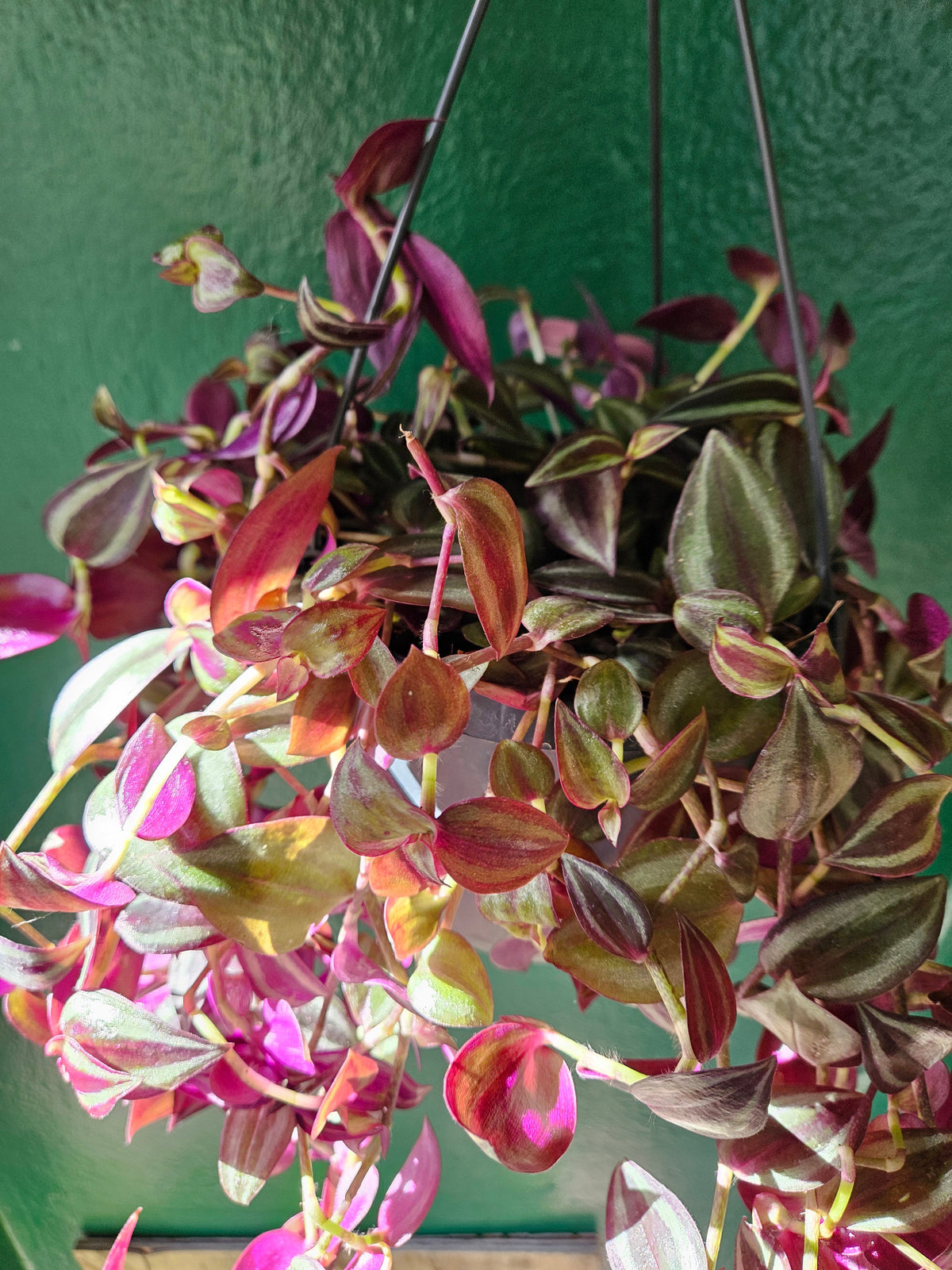 Tradescantia purpusii (Inch Plant)