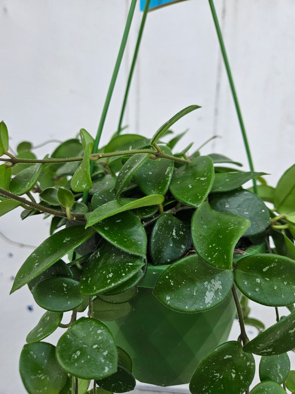 Hoya 'Mathilde splash'