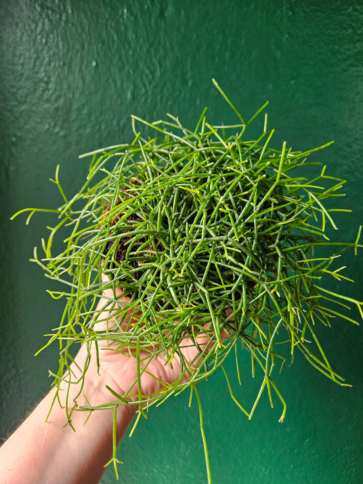 Rhipsalis baccifera 'Oasis' (Mistletoe Cactus)