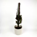 Rubra Trigonia 17cm Houseplant