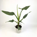 Philodendron Silver Queen 14cm Houseplant