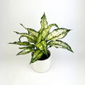 Aglaonema White Kiwi 12cm Houseplant
