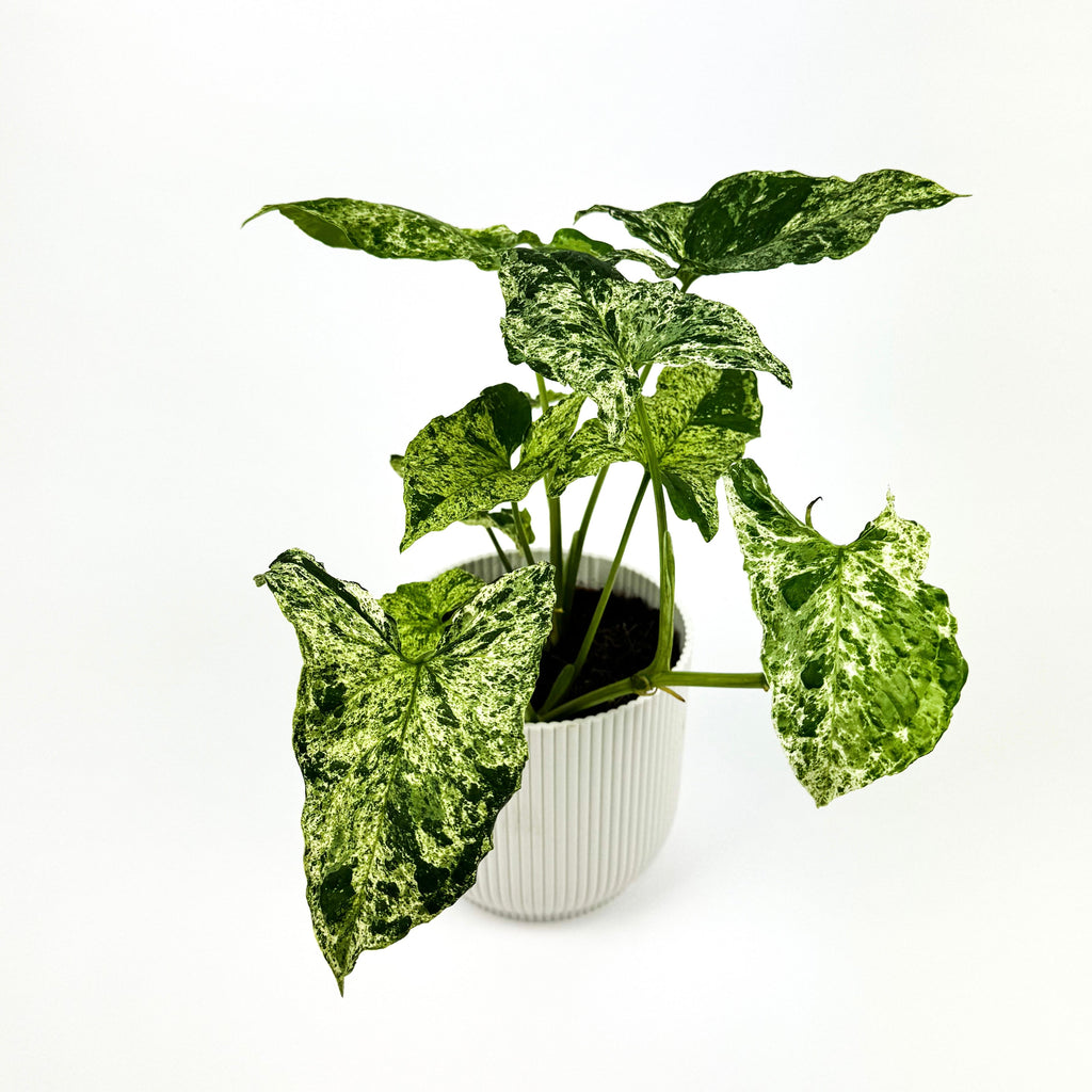 Syngonium Mottled Indoor Houseplant