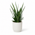 Snake Silver Princess 12cm Pot Size Houseplant