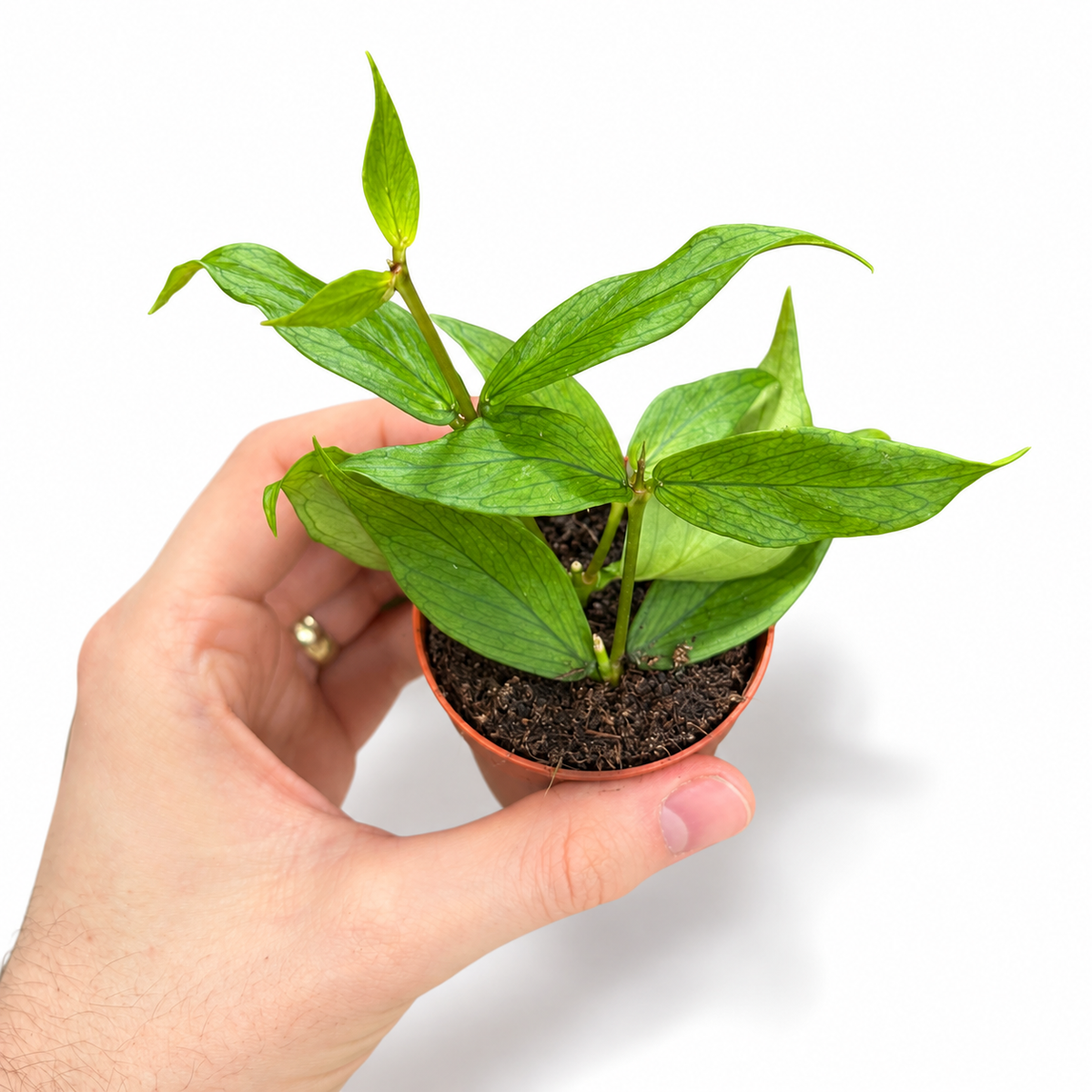 Mini plants Bundle - 6cm Plants