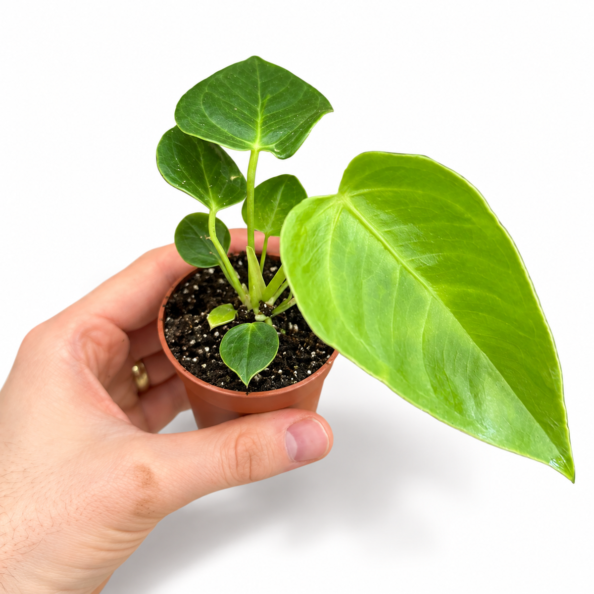 Mini plants Bundle - 6cm Plants