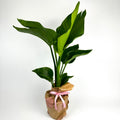 Large Bird Of Paradise 17cm Potsize Houseplant