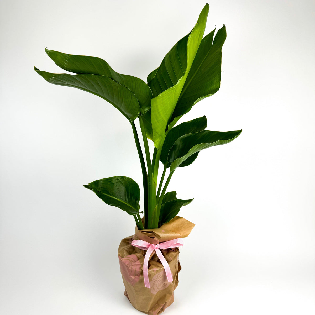 Large Bird Of Paradise 17cm Potsize Houseplant