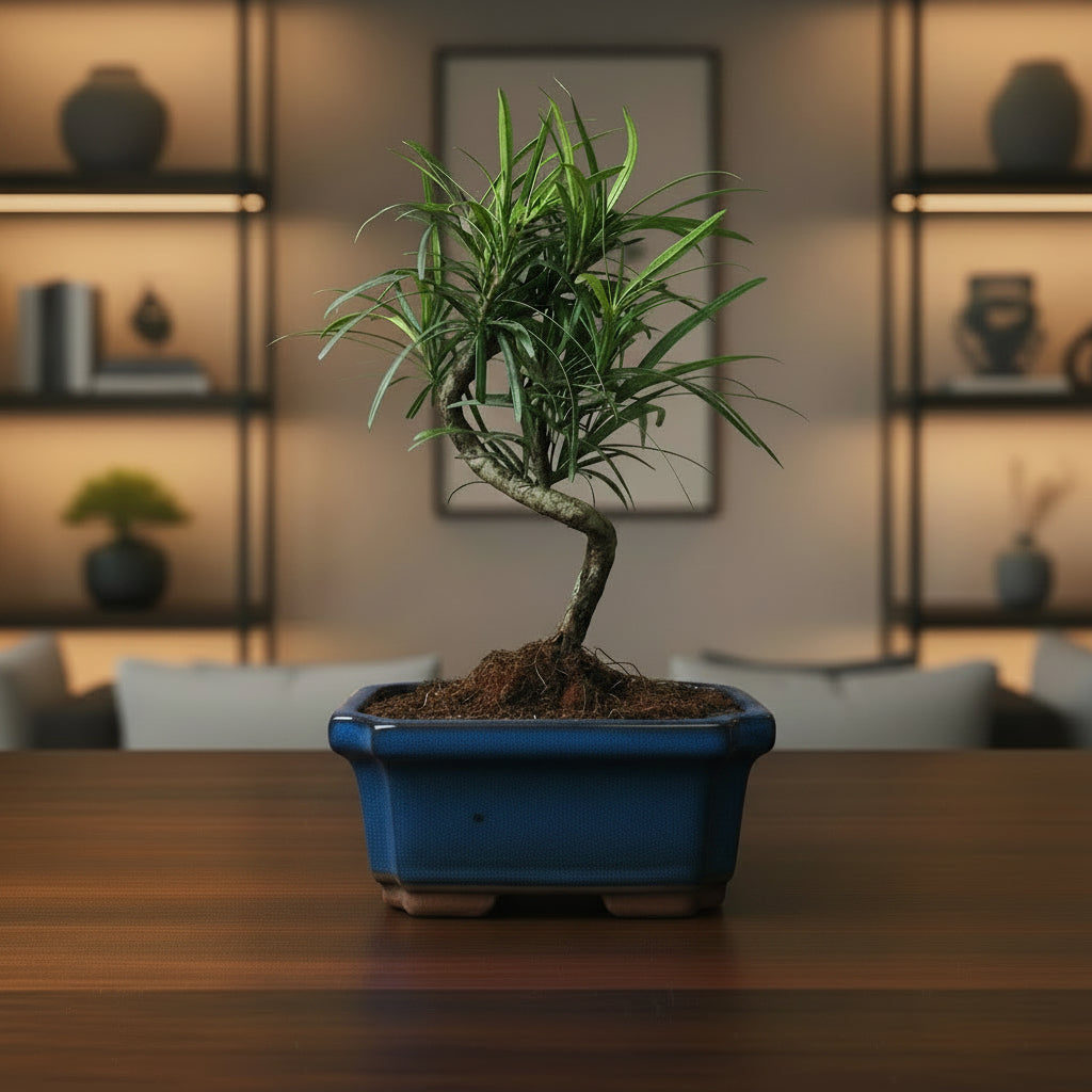 Buddhist Pine (Podocarpus Micro) Bonsai Tree | Shaped | In 15cm Pot