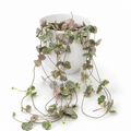 String of Hearts Variegated 12cm Houseplant