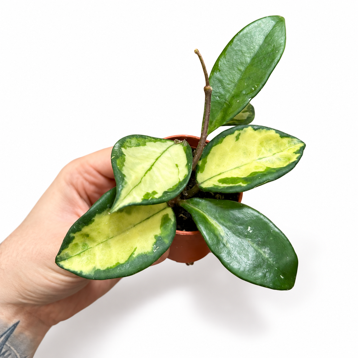 Mini plants Bundle - 6cm Plants