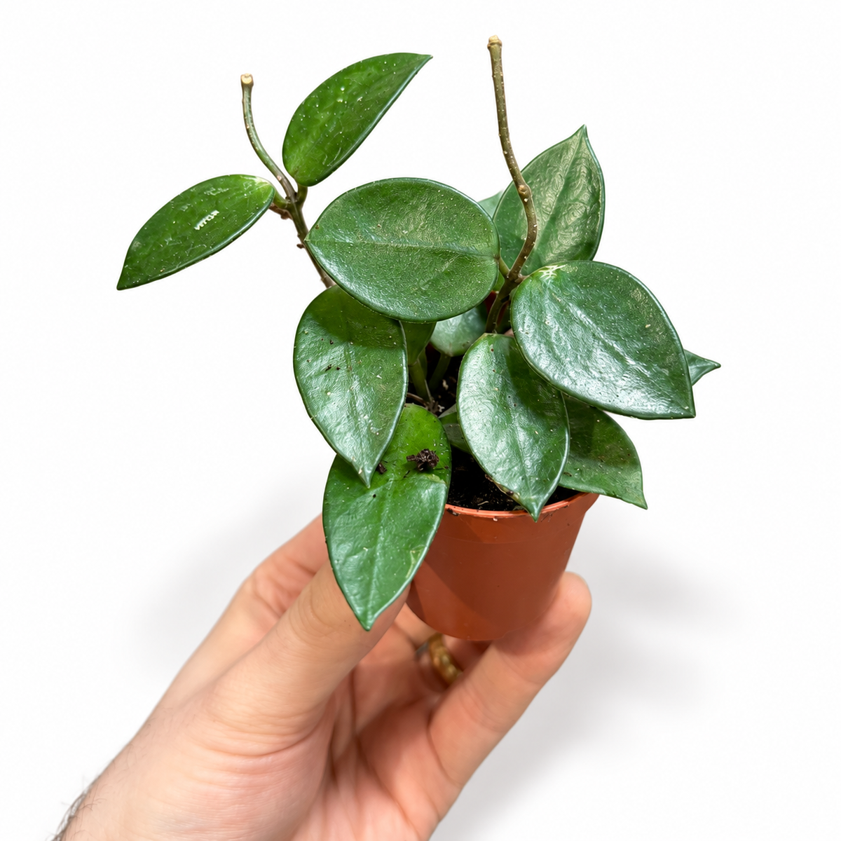 Mini plants Bundle - 6cm Plants