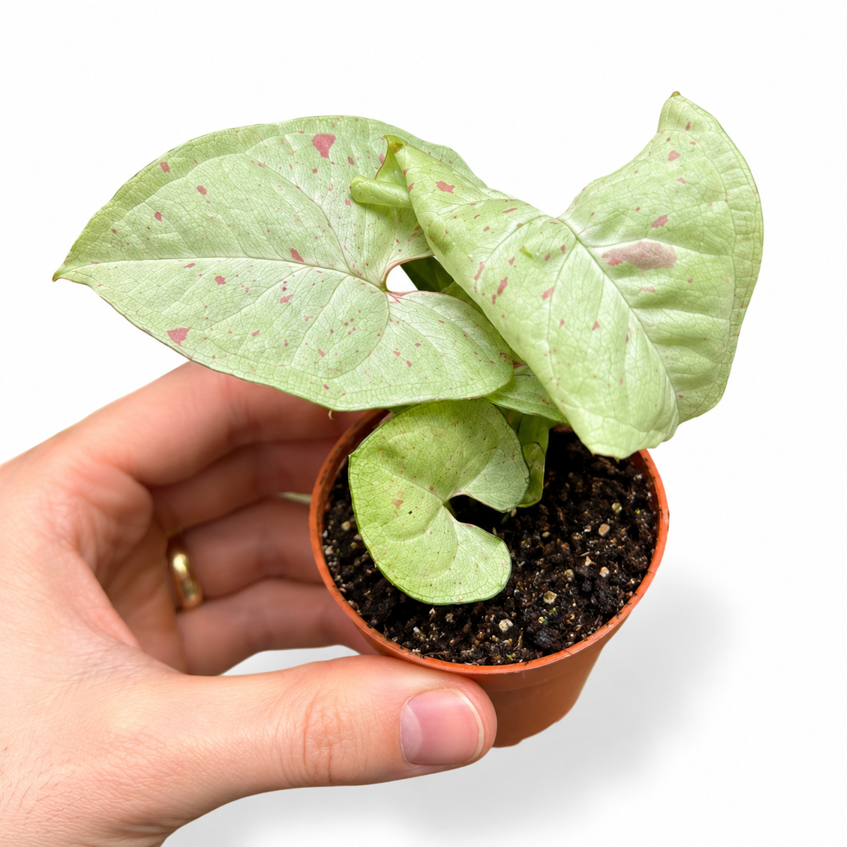 Mini plants Bundle - 6cm Plants