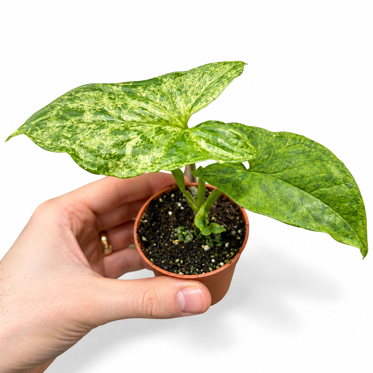 Mini plants Bundle - 6cm Plants