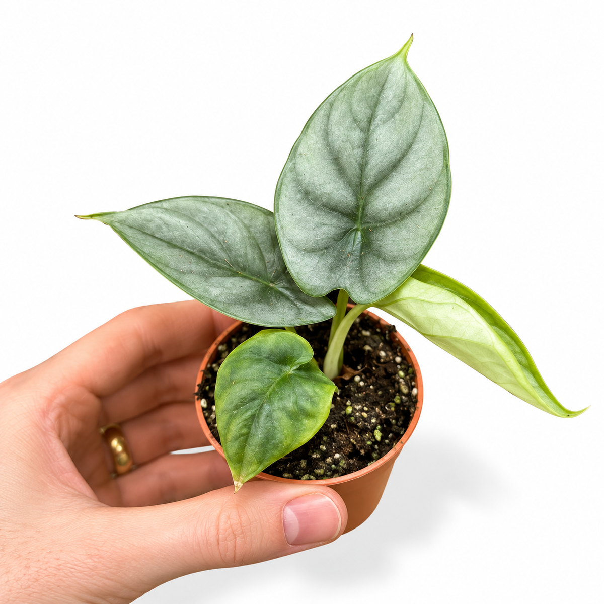 Mini plants Bundle - 6cm Plants