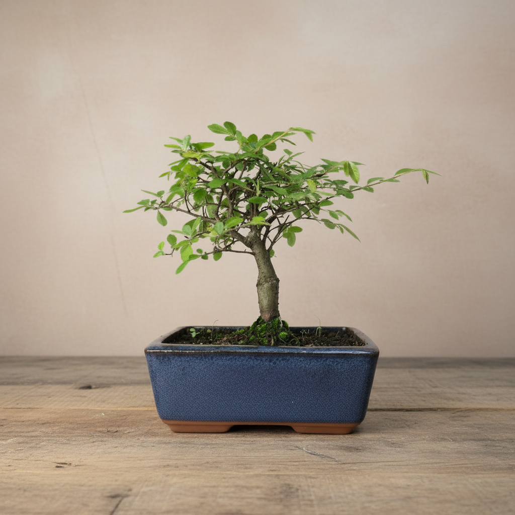 Chinese Elm (Ulmus Parvifolia) Bonsai Tree | Broom | In 15cm Pot