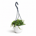 String Of Turtles 10.5cm Potsize Houseplant