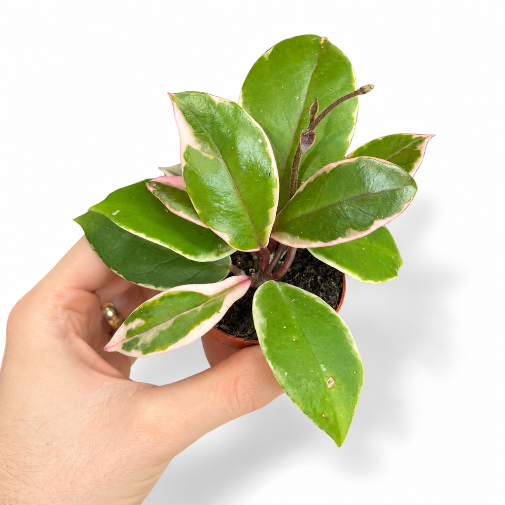 Mini plants Bundle - 6cm Plants